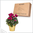 Live Flowering Cyclamen - Purple with White Edges - Long Lasting Indoor Blooms - Beautiful Deco Cover - 12" Tall by 6" Wide in 1 Qt Pot