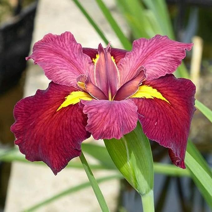 Iris ‘Ann Chowning’, a Great Live Pond Plant for Your Water Garden. Filters The koi and Goldfish Pond. Good for Bogs, Plant Shelf or Shallow Water This marginal Aquatic is a Real Beauty