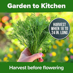 HOME GROWN Non GMO Dill Seeds for Planting 1,014 Bouquet Dill Seeds and Heirloom Herb Seeds for Planting Outdoors, Grow Your Fragrant Dill Herb Garden (Anethum graveolens)