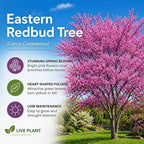 2 Eastern Redbud Tree (Cercis Canadensis) Live Plant – Brilliant Pink Spring Blooms, Hardy Ornamental Flowering Tree, Perfect for Landscapes, Yards & Gardens (2 Live Trees)