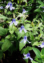 Mixed Clematis Seeds Flower Vine Perennial Flower 20 Pcs Seeds
