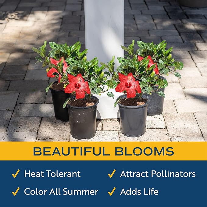 Costa Farms Live Premium Hibiscus Outdoor Plant in 1 QT Grower Pot, 13-Inches Tall, Red Flowers