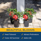 Costa Farms Live Premium Hibiscus Outdoor Plant in 1 QT Grower Pot, 13-Inches Tall, Red Flowers