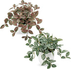 Hollyone Fake Plants 2 Packs Artificial Plants Indoor Faux Plants with White Plastic Pot Small Fake Potted Plant for Home Aesthetic Living Room Bathroom Desk Shelf Office Decor