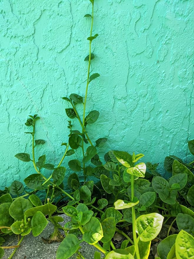 Gaea's Blessing Seeds - Malabar Spinach Seeds - Non-GMO Seeds with Easy to Follow Planting Instructions - Heirloom Big Round Leaf Malabar - 93% Germination Rate