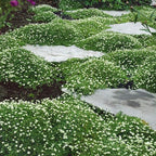 Outsidepride Irish Moss Ground Cover Seeds - 10000 Pcs Perennial Low Growing, Mat-Forming Lawn Alternative, Outdoor Ground Cover Seeds with Shade Tolerance, Ideal for Pathways and Rock Gardens