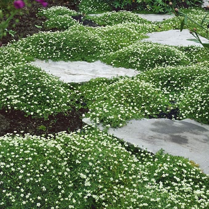 Outsidepride Irish Moss Ground Cover Seeds - 10000 Pcs Perennial Low Growing, Mat-Forming Lawn Alternative, Outdoor Ground Cover Seeds with Shade Tolerance, Ideal for Pathways and Rock Gardens