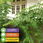 Katuk Tree Live Plant (Sweetleaf Bush) - Sauropus androgynus - Wellspring Gardens Salad Tree Starter Plant - Live Vegetable Plant - Easy to Grow - Ideal for Outdoor & Indoor (2-Pack)