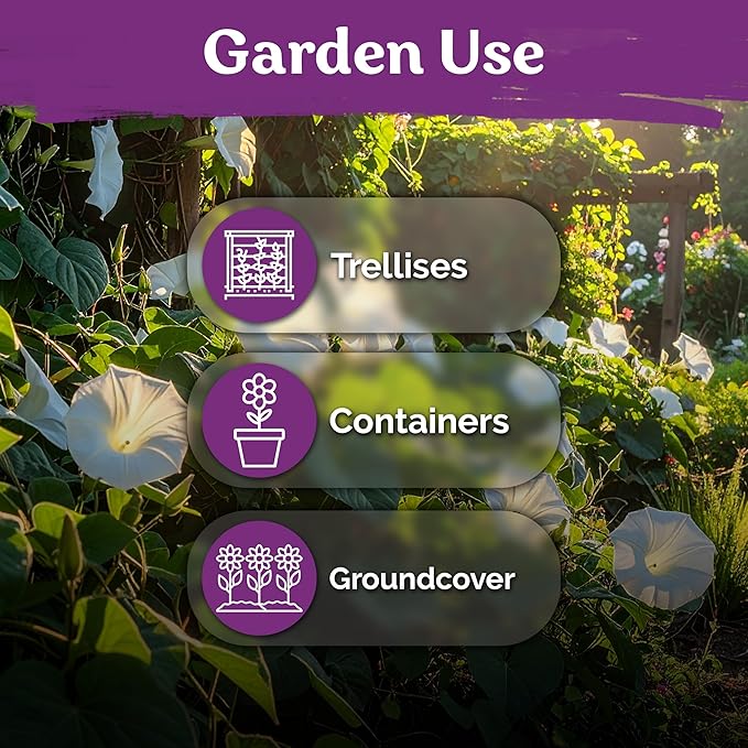 KVITER 50 Moonflower Seeds For Planting (Ipomoea alba) – White Morning Glory Seed Packets, Moon Flowers – Heirloom Vine White Flower Seeds Climbing Plants For Containers Indoor & Outdoor Flower Garden