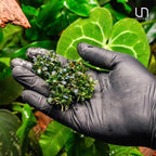 Ultum Nature Systems Live Tissue Culture - Bucephalandra Kedagang Round Mini - Easy Care - Low to Medium Light - Dark Green and Red Accent - Foreground - 100% Snail Free Grown in-Vitro - Regular Cup