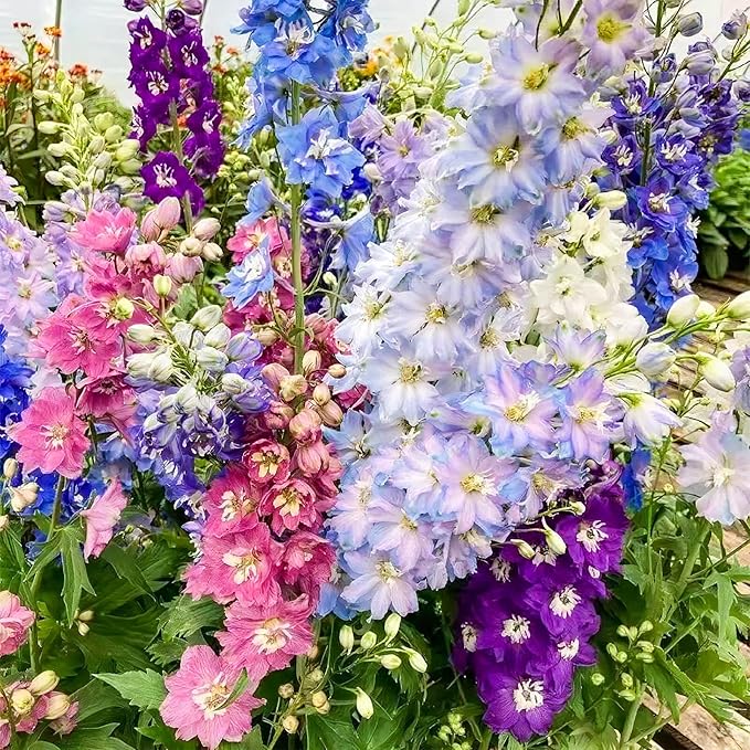 Delphinium Seeds for Planting - 16000+ Mixed Color Rocket Larkspur Seeds Plant Outside, Non-GMO, Perennial Garden Wildflower, Consolida ajacis(2 Pack)