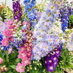 Delphinium Seeds for Planting - 16000+ Mixed Color Rocket Larkspur Seeds Plant Outside, Non-GMO, Perennial Garden Wildflower, Consolida ajacis(2 Pack)