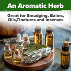 HOME GROWN Non GMO White Sage Seeds 323 Pack Heirloom Seeds - Grow Aromatic Sage Plants for Your Herb Seeds Garden with Sage for Planting Outdoor or Indoor (Salvia apiana)