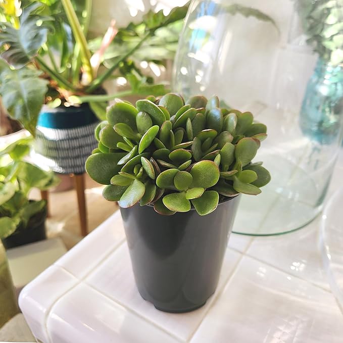 Altman Plants Non-Toxic Portulacaria Succulent Mix (4 Pack), Pet Safe Succulents, Easy Plant Care, 1 Quart Grower Pots, Rotating Varieties, Real Succulents & Houseplants for Plant Lovers