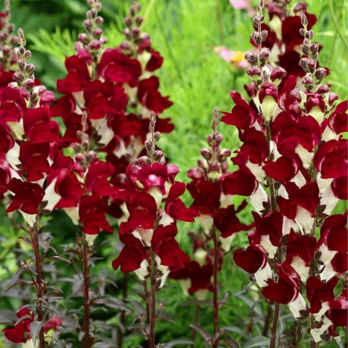 Mix Snapdragon Seeds for Planting, 200+pcs Rare Midnight Snapdragon Perennial Flower Seeds Plants, Non-GMO Heirloom Beauty Hummingbird Pollinate Flowers for Home Garden Outdoors