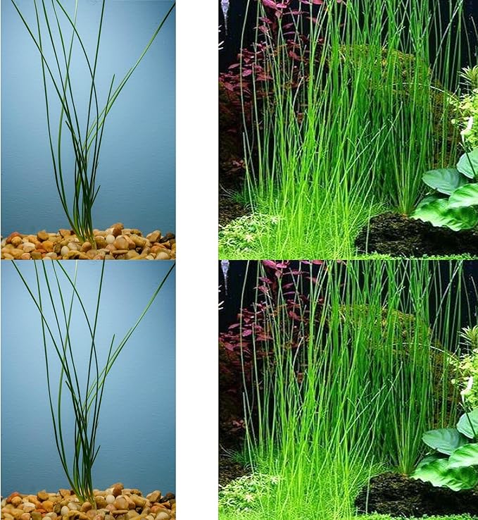 Water Onion Dwarf (Zephyranthes Candida) – Live Bare Root Aquatic Pond Plant – Hardy White Flowering Marginal – 1, 3 or 5 Pack – Grown in USA by CANTON AQUATICS (3)