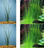 Water Onion Dwarf (Zephyranthes Candida) – Live Bare Root Aquatic Pond Plant – Hardy White Flowering Marginal – 1, 3 or 5 Pack – Grown in USA by CANTON AQUATICS (1)