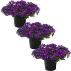 Live Flowering Verbena - Popping Purple (3 Plants Per Pack) - Healthy Flowering Plant - Beautiful Spring Color - 10" Tall by 5" Wide in 1Qt Pot
