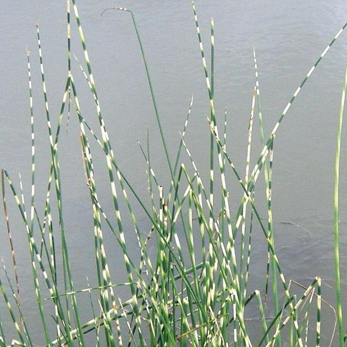 Zebra Rush, a Great Live Pond Plant for Your Water Garden. Filters The koi and Goldfish Pond. Good for Bogs, Plant Shelf or Shallow Water This marginal Aquatic is a Real Beauty