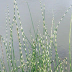 Zebra Rush, a Great Live Pond Plant for Your Water Garden. Filters The koi and Goldfish Pond. Good for Bogs, Plant Shelf or Shallow Water This marginal Aquatic is a Real Beauty
