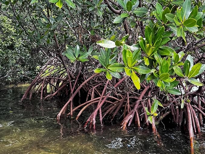 AquaGardens | Red Mangrove | Live Plant (3 Small + Heat)