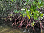 AquaGardens | Red Mangrove | Live Plant (3 Medium + Heat)