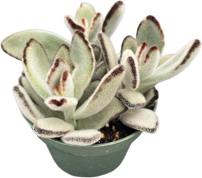 Sprout N Green Kalanchoe Tomentosa Daruma, Live Cactus Plant Fully Rooted in 4" Pots with Soil Mix, Houseplant for Indoor Outdoor Home Office Decor, Keep Away from Pets