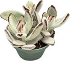 Sprout N Green Kalanchoe Tomentosa Daruma, Live Cactus Plant Fully Rooted in 4" Pots with Soil Mix, Houseplant for Indoor Outdoor Home Office Decor, Keep Away from Pets