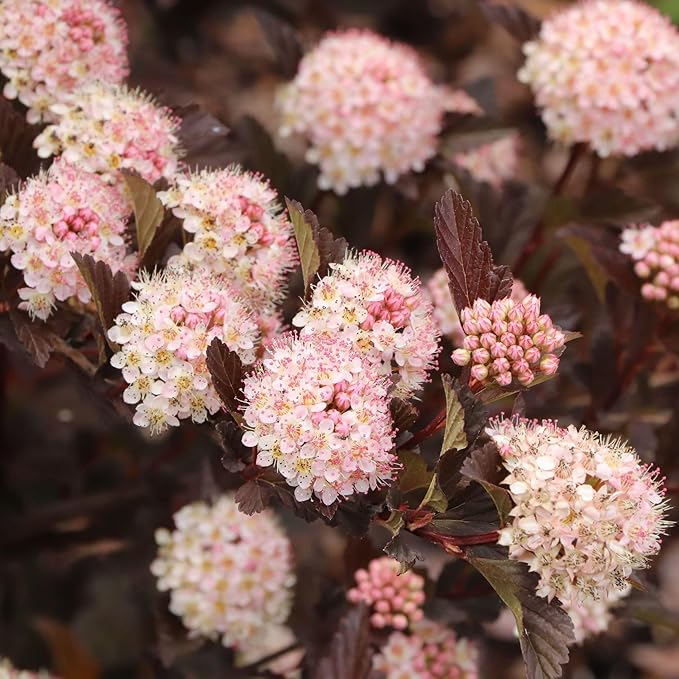 Proven Winners Summer Wine ROS Ninebark (Physocarpus opulifolius) Live Plant, 4.5" Qt, 4 Pack