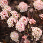Proven Winners Summer Wine ROS Ninebark (Physocarpus opulifolius) Live Plant, 4.5" Qt