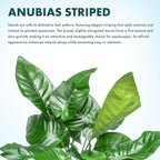 SubstrateSource Anubias Live Aquarium Plants - Potted Freshwater Plant for Fish Tanks, Terrariums - Beginner Friendly Low Light (Barteri Striped, Mother Plant)
