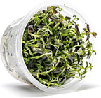 SubstrateSource Live Plant - Purple Bacopa (Bacopa Salzmannii) - Midground Stem with Violet Tones, Snail-Free in Vitro Aquarium Plant - Tissue Culture