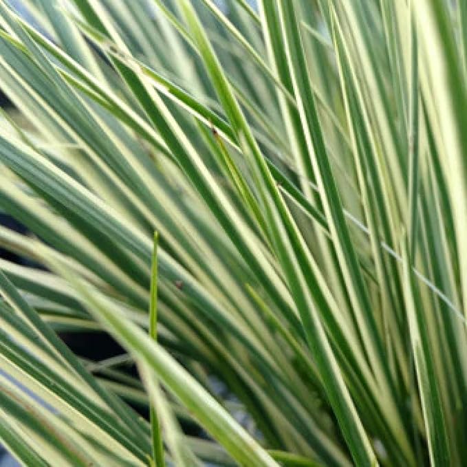 Dwarf Variegated Sweet Flag, a Great Live Pond Plant for Your Water Garden. Great for koi and Goldfish Ponds. Good for Bogs, Plant Shelf or Shallow Water This marginal Aquatic is a Real Beauty