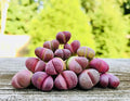 Pack of 3 Live Rare Exotic Lithops Optica cv. Rubra 1-2 Years Old Living Stone Seedling Rare Purple Lithops Collector Item (Smaller Species of Lithops Check Size)