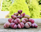 Pack of 3 Live Rare Exotic Lithops Optica cv. Rubra 1-2 Years Old Living Stone Seedling Rare Purple Lithops Collector Item (Smaller Species of Lithops Check Size)