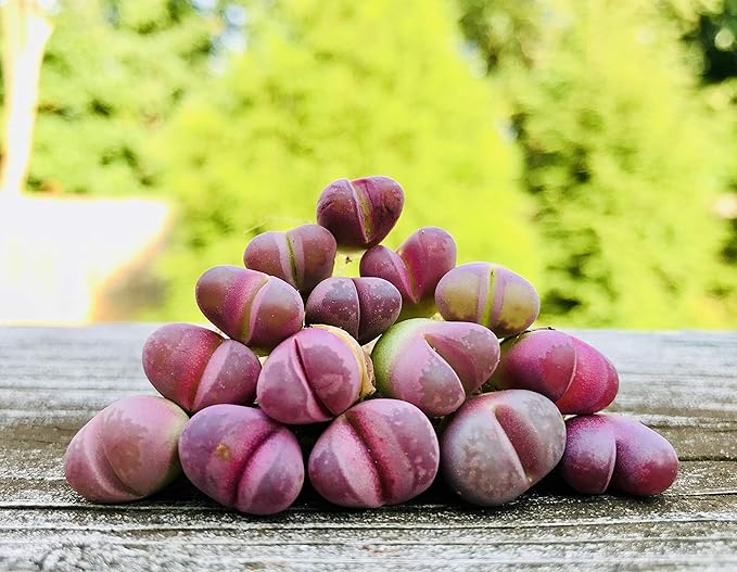 Pack of 3 Live Rare Exotic Lithops Optica cv. Rubra 1-2 Years Old Living Stone Seedling Rare Purple Lithops Collector Item (Smaller Species of Lithops Check Size)