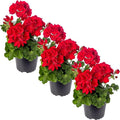 Live Flowering Zonal Geraniums - Red (3 Plants Per Pack) - Beautiful Spring Flowers - 12" Tall by 5" Wide in 1 Qt Pot