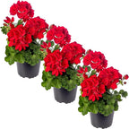 Live Flowering Zonal Geraniums - Red (3 Plants Per Pack) - Beautiful Spring Flowers - 12" Tall by 5" Wide in 1 Qt Pot