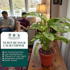 Monstera Swiss Cheese Live Plant in 4" Growers Pot – Easy Care Indoor Houseplant, Low Maintenance Vining Monstera Adansonii, Tropical Foliage