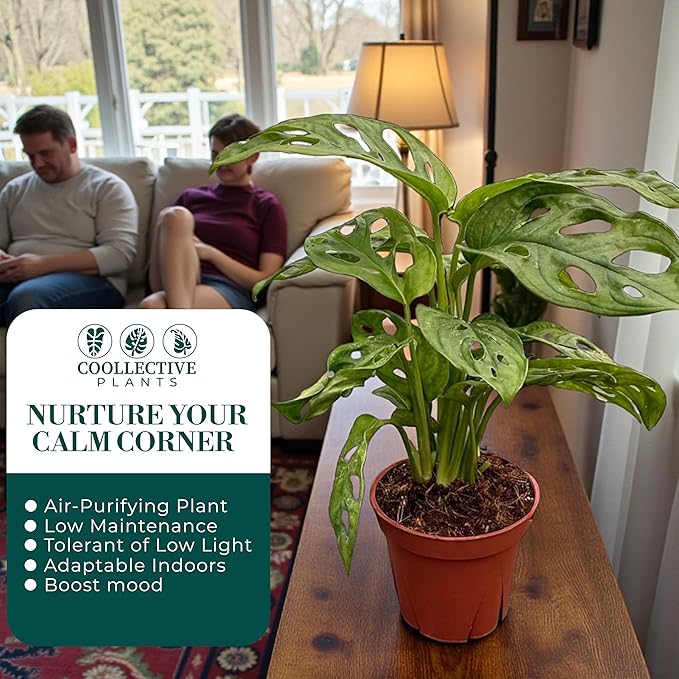 Monstera Swiss Cheese Live Plant in 4" Growers Pot – Easy Care Indoor Houseplant, Low Maintenance Vining Monstera Adansonii, Tropical Foliage