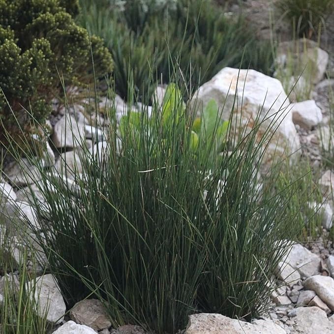 Chalily Soft Rush, a Great Live Pond Plant for Your Water Garden. Filters koi and Goldfish Ponds. Good for Bogs, Plant Shelf or Shallow Water This marginal Aquatic is a Real Beauty