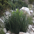Chalily Soft Rush, a Great Live Pond Plant for Your Water Garden. Filters koi and Goldfish Ponds. Good for Bogs, Plant Shelf or Shallow Water This marginal Aquatic is a Real Beauty
