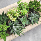 Altman Plants, Live Succulents Plants Live Window Plants (8PK), Live Indoor Plants Live Houseplants, Live Plants Indoor Cactus Plants Live, Succulent Plants House Plants Indoors Live in Succulent Soil