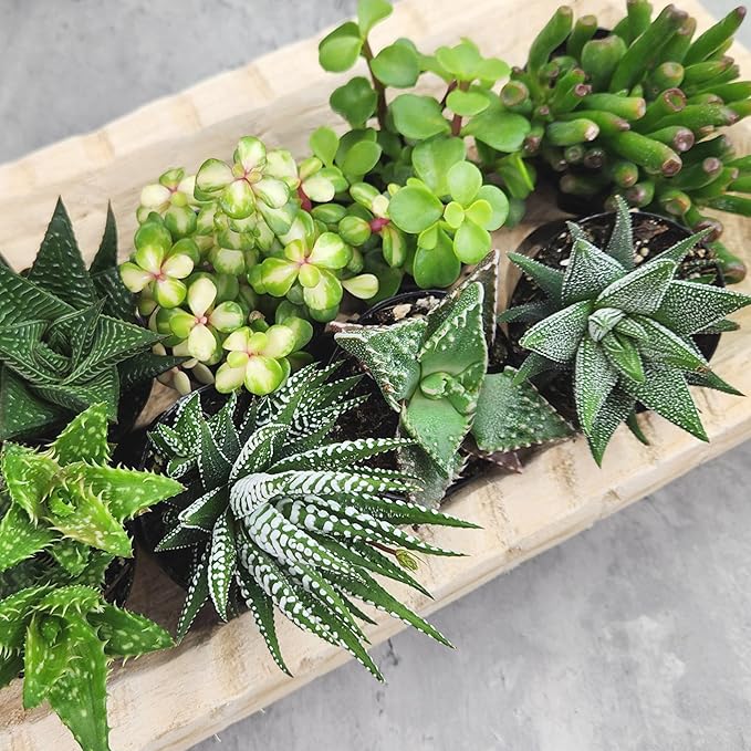 Altman Plants, Live Succulents Plants Live Window Plants (8PK), Live Indoor Plants Live Houseplants, Live Plants Indoor Cactus Plants Live, Succulent Plants House Plants Indoors Live in Succulent Soil