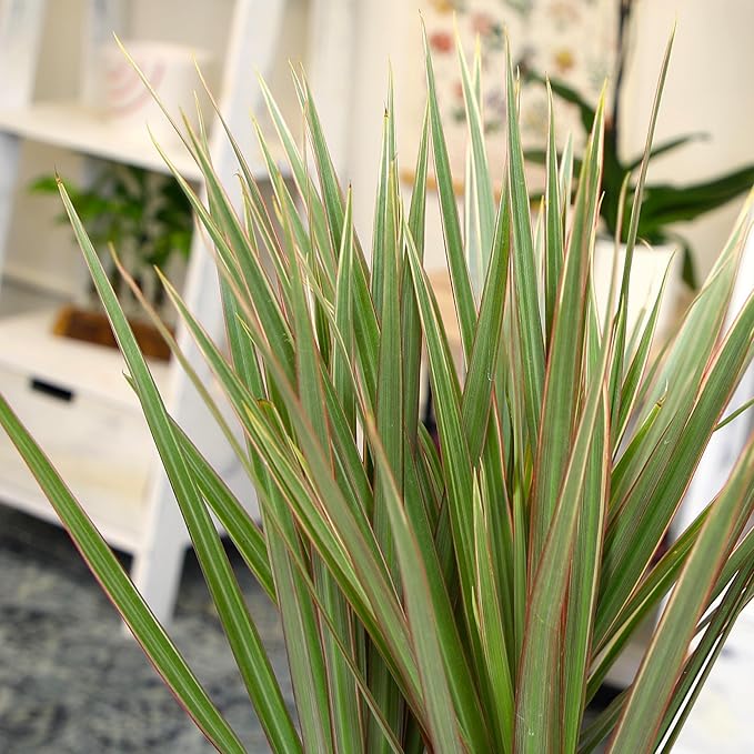 Dracaena Marginata 'Bicolor' Dragon Tree in 6" Grower Pot, Live Houseplant, Easy Plant Decor, Air Purifying Houseplants for Home or Office by Plants for Pets