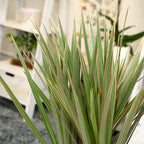 Dracaena Marginata 'Bicolor' Dragon Tree in 6" Grower Pot, Live Houseplant, Easy Plant Decor, Air Purifying Houseplants for Home or Office by Plants for Pets