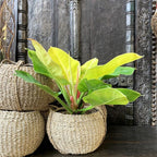 Philodendron Moonlight - Live Starter Plant - Rare and Elegant Indoor Houseplant