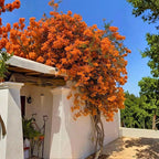 2 Bougainvillea Live Plants, Tropical Bougainvillea Flowering Vine, Fast Growing Outdoor and Container Plant, 4-8'' Tall (Deep Orange Blooms)