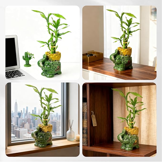 Lucky Bamboo 3-Stalk Set with Pebbles in Elephant Coin Plate Pot – 6'' 6'' 8'' Live Plant for Positive Energy