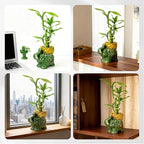 Lucky Bamboo 3-Stalk Set with Pebbles in Elephant Coin Plate Pot – 6'' 6'' 8'' Live Plant for Positive Energy